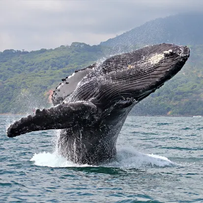 VOIR DES BALEINES ET CROCODILES